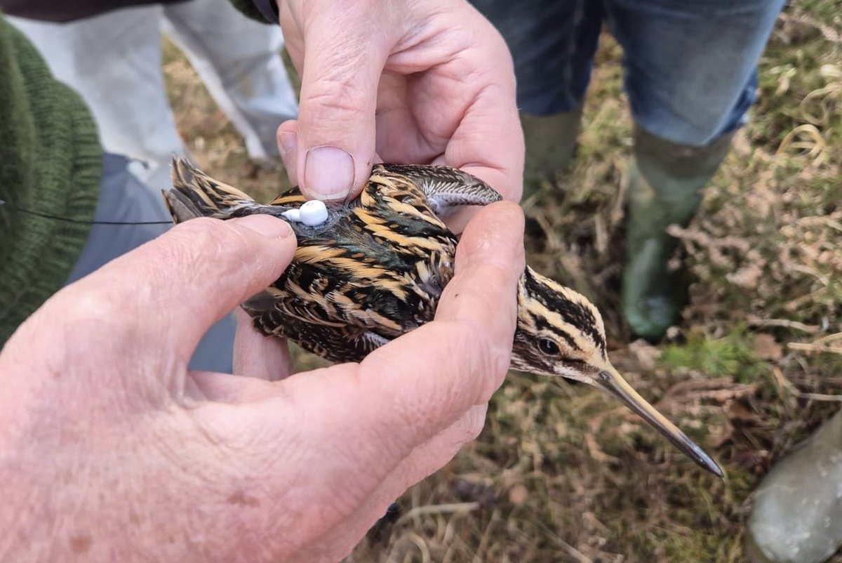 LDV NNR (@ldv_nnr) on Twitter photo Great to team up with <a href="/spurnbirdobs/">Spurn Bird Observatory</a> in a joint Motus Tracking Project on Jack Snipe (supported by <a href="/britishbirds/">British Birds</a>). The first birds were tagged in the #LDV last night and we're now looking forward to seeing what results this project unearths - thanks to everyone involved. Great to team up with <a href="/spurnbirdobs/">Spurn Bird Observatory</a> in a joint Motus Tracking Project on Jack Snipe (supported by <a href="/britishbirds/">British Birds</a>). The first birds were tagged in the #LDV last night and we're now looking forward to seeing what results this project unearths - thanks to everyone involved.