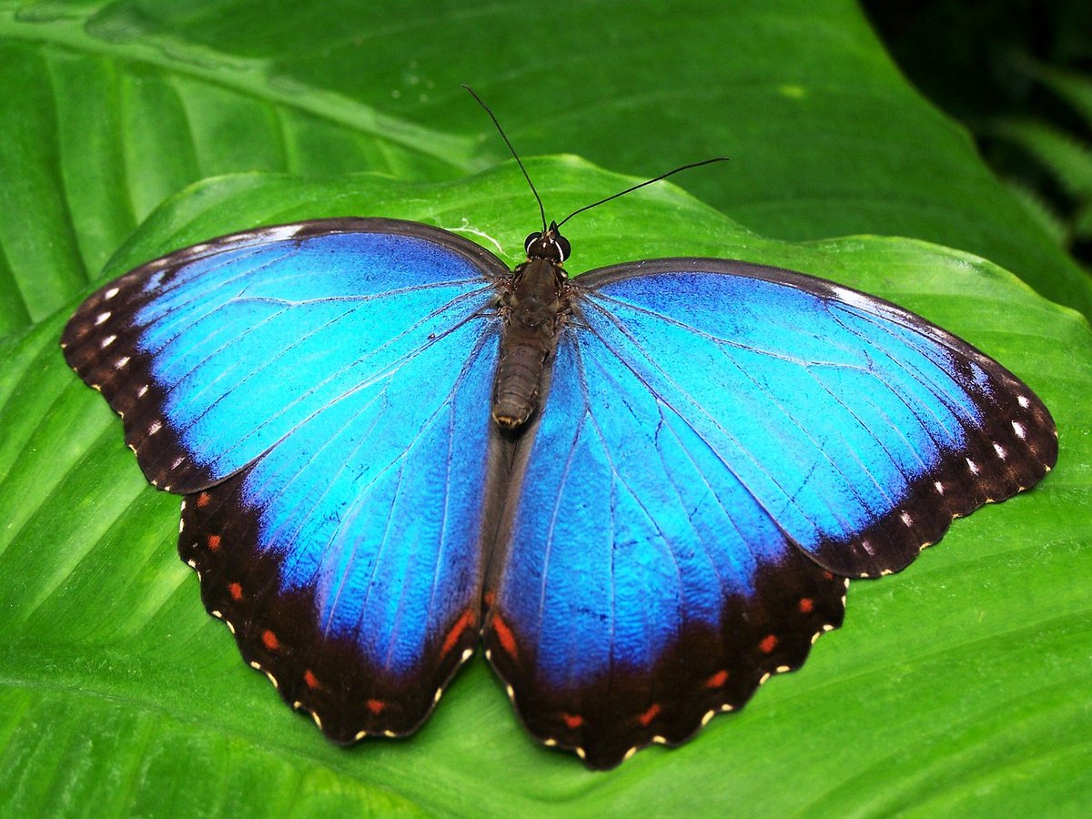 BwindiPark's tweet photo. Did you know Bwindi has its own butterfly garden? See hundreds of colorful species up close. It's a fluttering rainbow! Visit the garden on your Bwindi trip - book at https://t.co/hW2V5bwRcD! #bwindiimpenetrablepark
#bwindinationalpark
#bwindipark https://t.co/q9FLBgvdc8