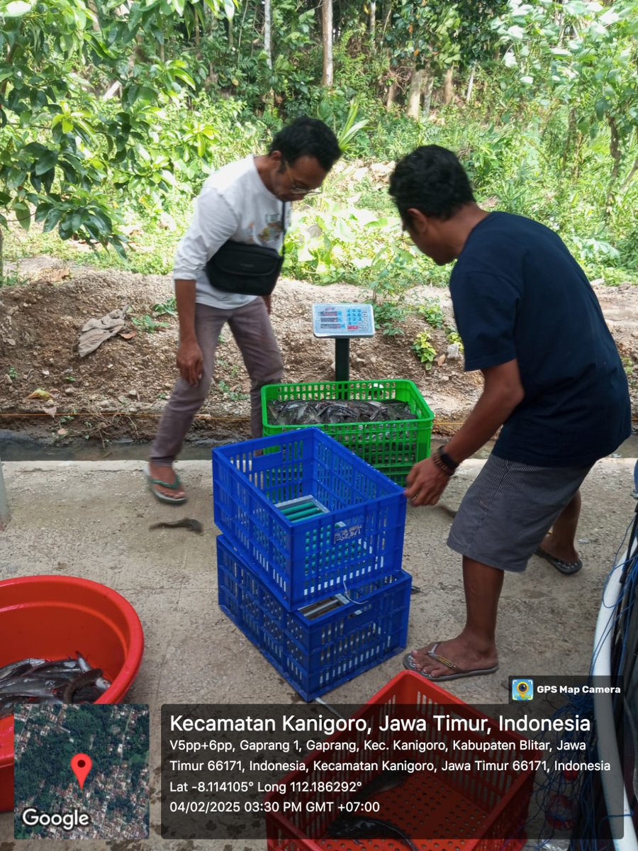 RikeLurin's tweet photo. Selasa 4/02/2025, Rike Lurin, Luhkan Kab. Blitar pendataan produksi di Bapak Avivianto Pokdakan Melaju Cepat, panen lele 214,5kg harga 17.500/kg #panen #Luhlapor
#GiatLuhkanSatminkalBWI
@bppsdm_bp3bwi
@bppsdm_kp https://t.co/vZq5zPbA2s