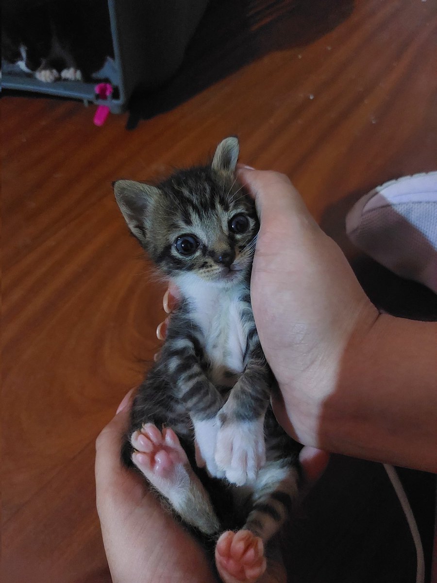 NGinzo's tweet image. Por otra parte, actualización de la camada más frágil y pequeñita que tuvimos

Están super bien, siguen tomando biberón y empezó el mes donde están en busca de un hogar, para los primeros días de marzo ya van a poder ir 🤍🐾