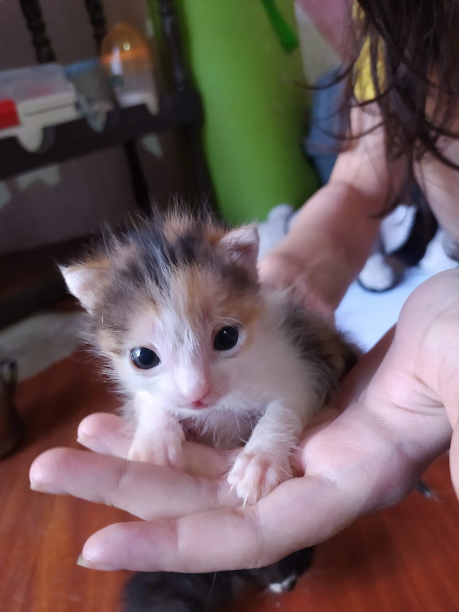 NGinzo's tweet image. Por otra parte, actualización de la camada más frágil y pequeñita que tuvimos

Están super bien, siguen tomando biberón y empezó el mes donde están en busca de un hogar, para los primeros días de marzo ya van a poder ir 🤍🐾