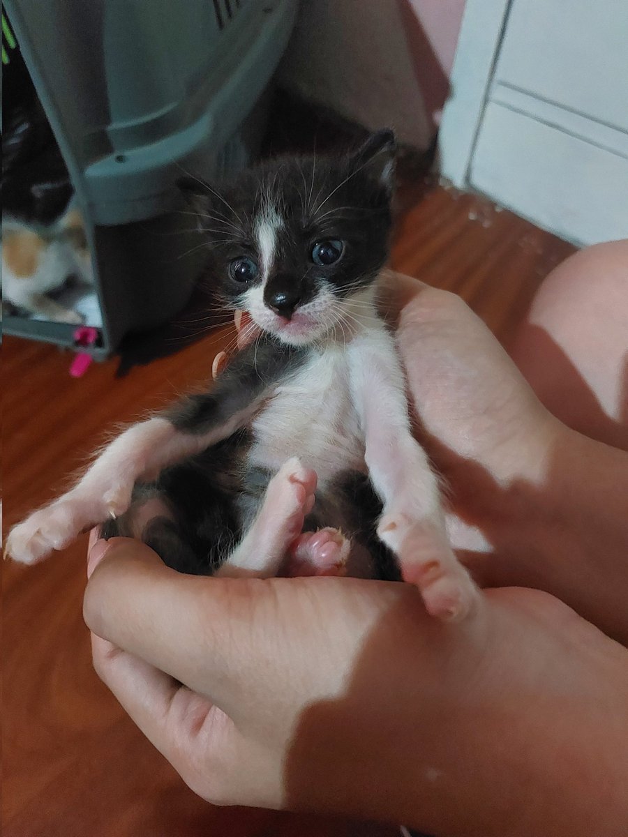 NGinzo's tweet image. Por otra parte, actualización de la camada más frágil y pequeñita que tuvimos

Están super bien, siguen tomando biberón y empezó el mes donde están en busca de un hogar, para los primeros días de marzo ya van a poder ir 🤍🐾