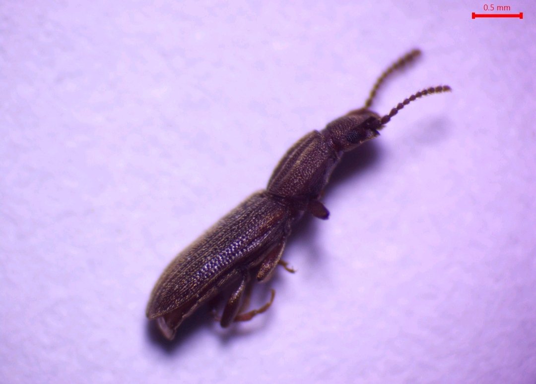 AjrawatA's tweet photo. Excited to share some latest pictures of Oryzaephilus surinamensis from my latest collection and analyzing their morophometric parameters to see variations in morphological features across species in Kashmir Valley. #Entomology #StoredGrainPests #insects #IPM #Coleoptera https://t.co/KuR7T1aPKL