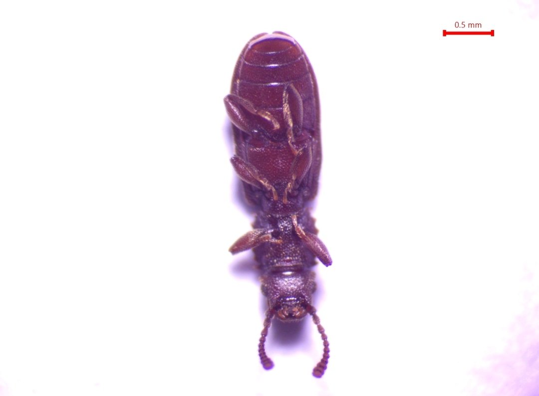 AjrawatA's tweet photo. Excited to share some latest pictures of Oryzaephilus surinamensis from my latest collection and analyzing their morophometric parameters to see variations in morphological features across species in Kashmir Valley. #Entomology #StoredGrainPests #insects #IPM #Coleoptera https://t.co/KuR7T1aPKL