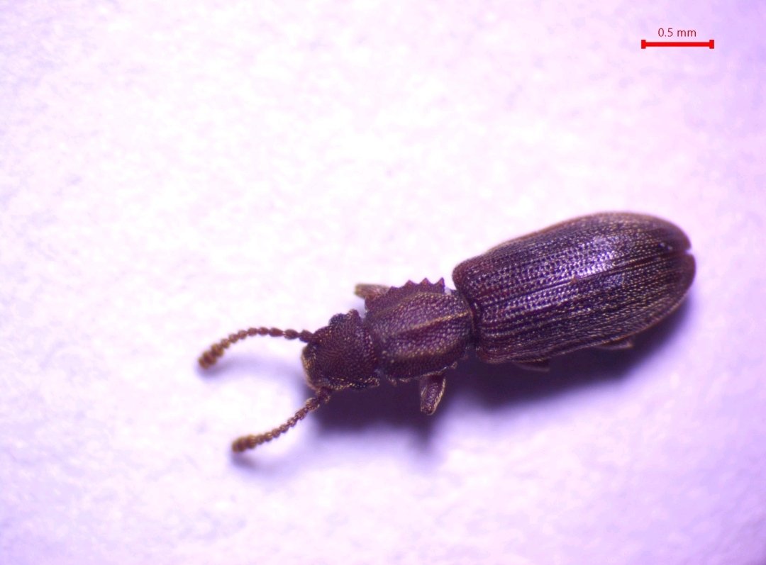 AjrawatA's tweet photo. Excited to share some latest pictures of Oryzaephilus surinamensis from my latest collection and analyzing their morophometric parameters to see variations in morphological features across species in Kashmir Valley. #Entomology #StoredGrainPests #insects #IPM #Coleoptera https://t.co/KuR7T1aPKL