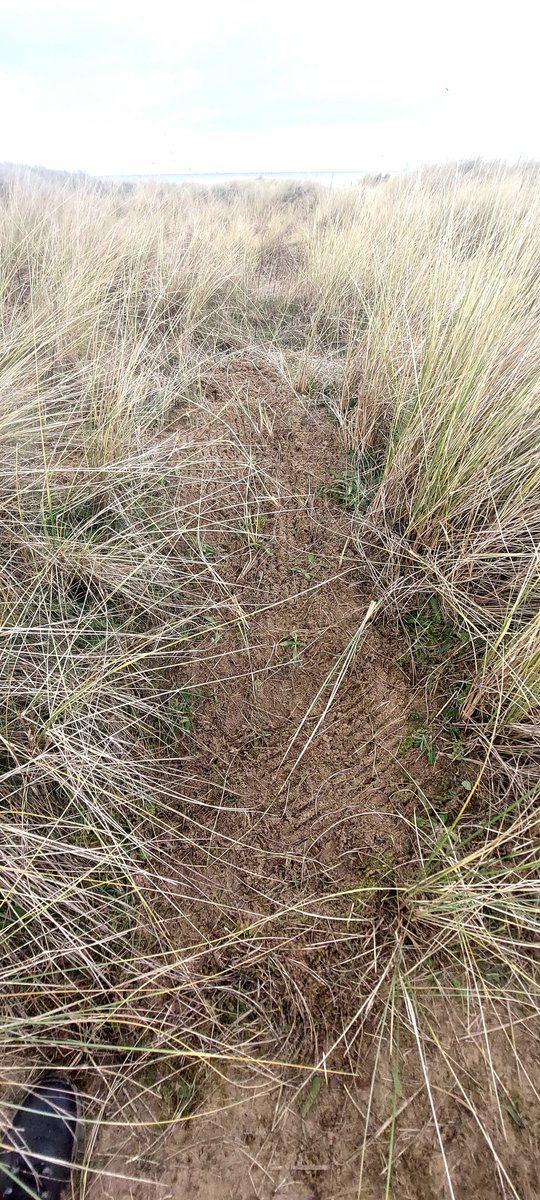 Back to Gunsites today, dodging the rain to continue work on the dunes by cutting back the encroaching Elm, Willow and Dog Rose. The cleared patches of sand will improve habitat for insects, reptiles and butterflies.