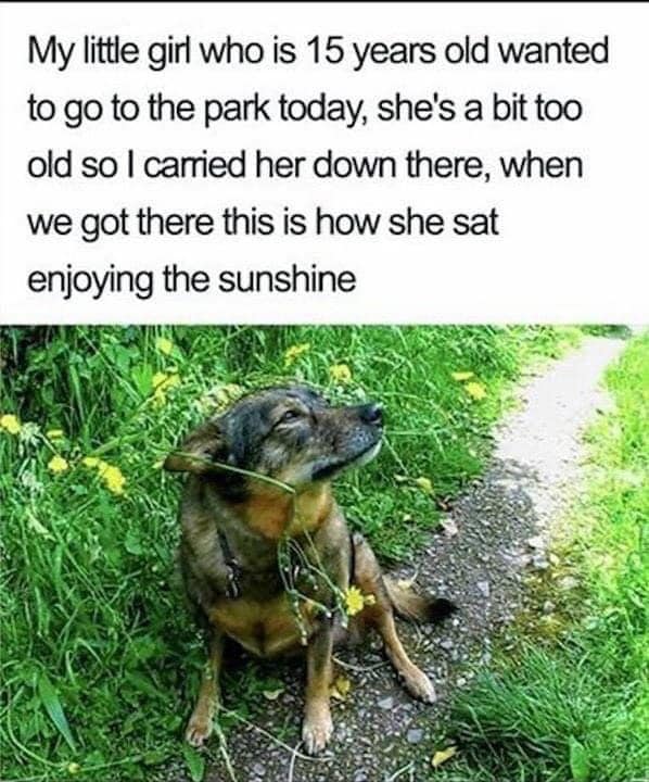 Beyond The Leash (@beyond_theleash) on Twitter photo 