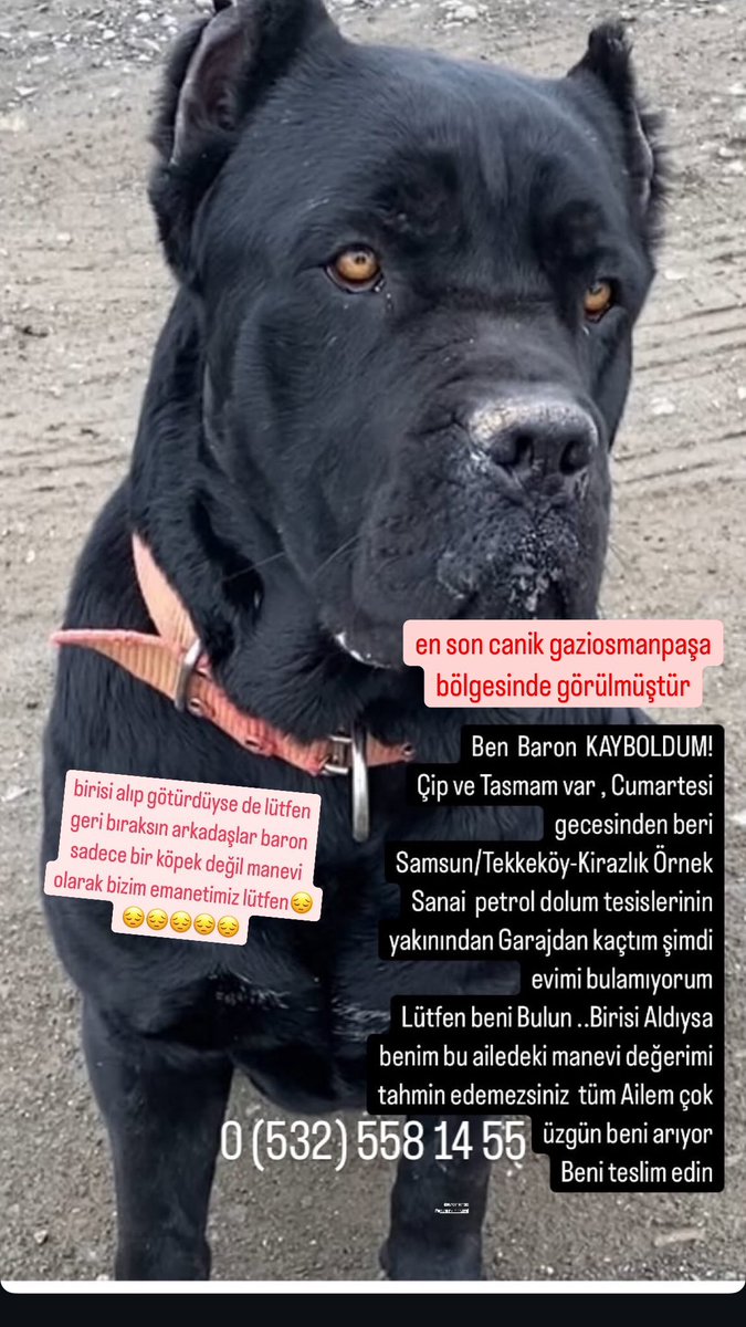 Nurdan Tontaş (@nurdantontas) on Twitter photo KAYIPPPP❗️❗️❗️❗️❗️ LÜTFEN PAYLAŞIR MISINIZ 😔😔😔🙏🏼🙏🏼🙏🏼🙏🏼 <a href="/TCSamsunValilik/">T.C. Samsun Valiliği</a> <a href="/samsuncanikbld/">Canik Belediyesi</a> <a href="/samsuncanlihabr/">Samsun Canlı Haber Tv</a> <a href="/Samsunspor/">Samsunspor 🇹🇷</a> KAYIPPPP❗️❗️❗️❗️❗️ LÜTFEN PAYLAŞIR MISINIZ 😔😔😔🙏🏼🙏🏼🙏🏼🙏🏼 <a href="/TCSamsunValilik/">T.C. Samsun Valiliği</a> <a href="/samsuncanikbld/">Canik Belediyesi</a> <a href="/samsuncanlihabr/">Samsun Canlı Haber Tv</a> <a href="/Samsunspor/">Samsunspor 🇹🇷</a>