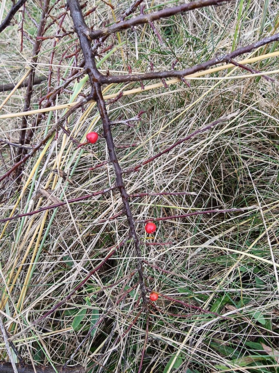 Little dots of colour as the land awakens!