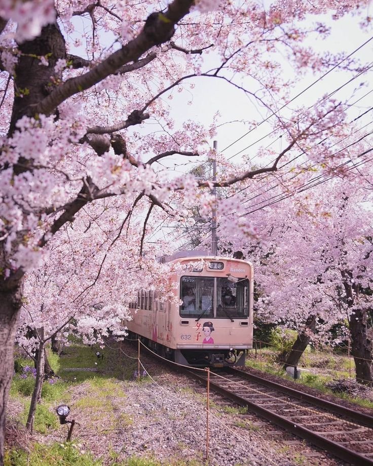 They design entire landscapes and architecture around cherry blossoms. Every window becomes a frame...