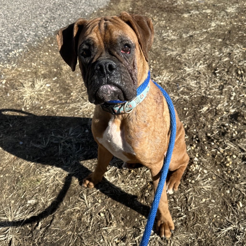 This pretty girl finds herself at a at capacity high volume shelter in Philadelphia. We are looking for a foster or adopter to spring her. Can you help us help her? Apply at adoptaboxerrescue.com dog friendly and sweet. #fosterme #adoptme #boxerdogs #fawnboxer #shelterpet #dogs