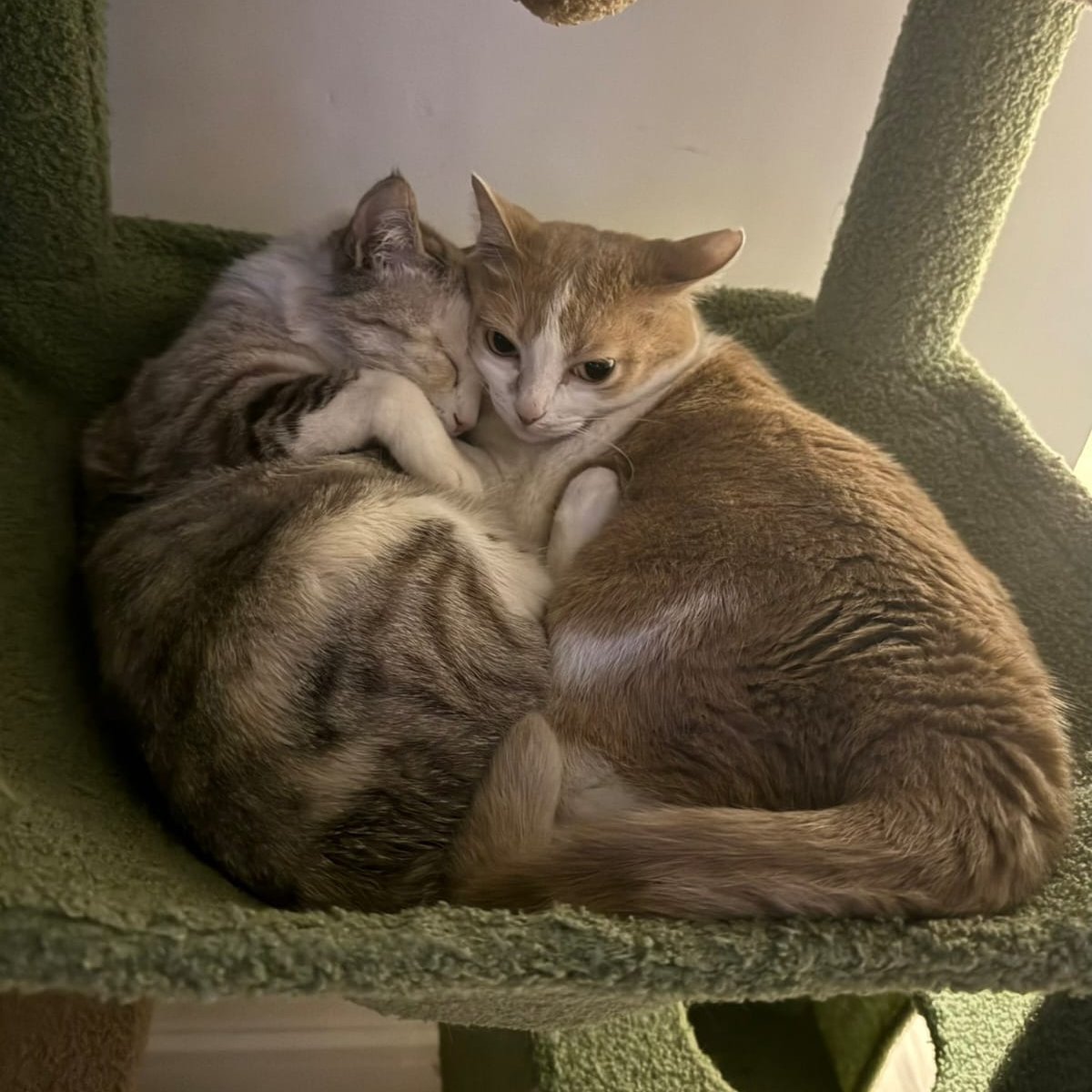 ceIIpets's tweet image. 