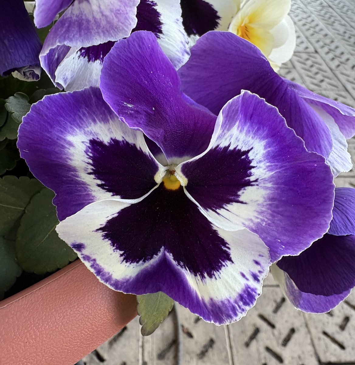 pansy