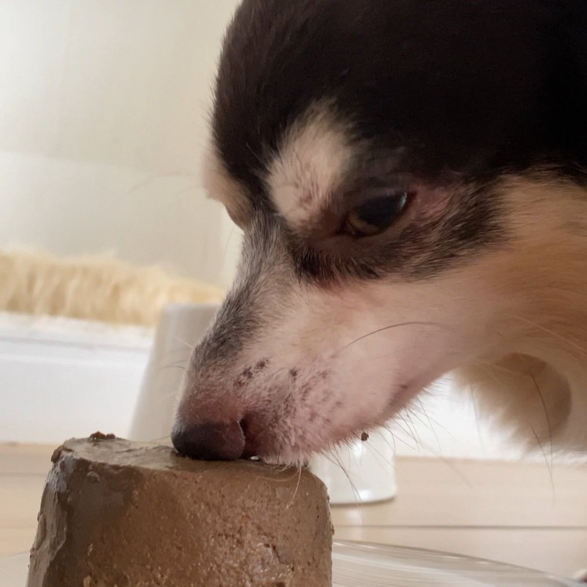 ceIIpets's tweet image. 