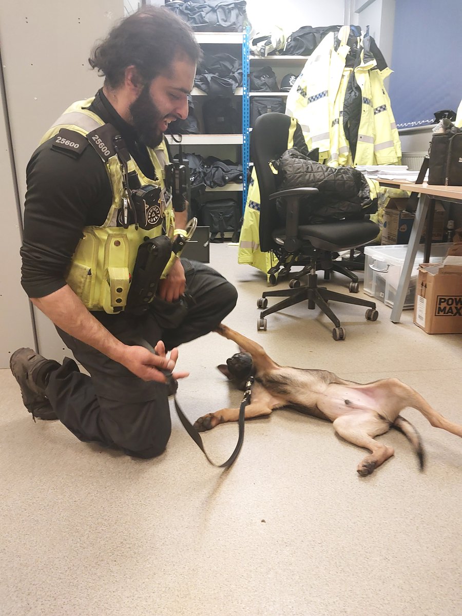 Can you believe how much Haides the West Midlands Police pup has grown! He is only 14 weeks old and certainly has some teething issues. Give Haides a hello 👋  by giving a like 👍