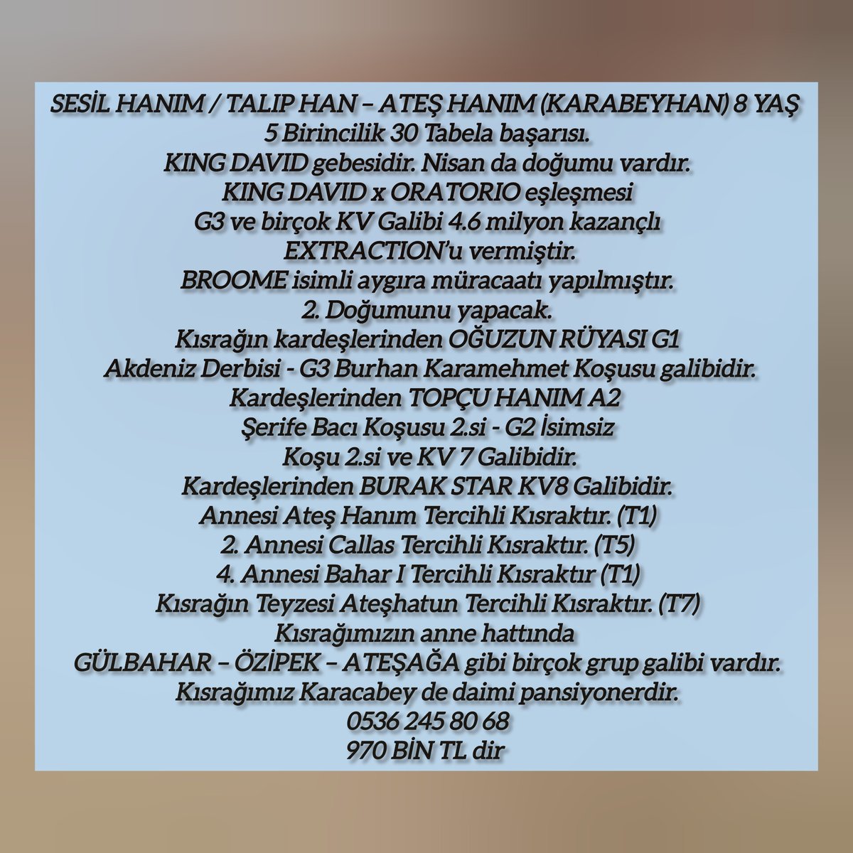 MetinMfg's tweet photo. SESİL HANIM(#TALIPHAN –ATEŞ HANIM/#KARABEYHAN 8 YAŞ. 5 Birincilik 30 Tabela başarısı
#KINGDAVID gebesidir. Nisan da doğumu vardır. KING DAVID x ORATORIO eşleşmesi G3 ve birçok KV Galibi 4.6 milyon kazançlı EXTRACTION’u vermiştir.
#BROOME isimli aygıra aşım müracaatı yapılmıştır. 2. Doğumunu yapacak.
Kısrağın kardeşlerinden OĞUZUN RÜYASI G1 Akdeniz Derbisi - G3 Burhan Karamehmet Koşusu galibidir.
Kardeşlerinden TOPÇU HANIM A2 Şerife Bacı Koşusu https://t.co/vviO3vNENB - G2 İsimsiz Koşu https://t.co/vviO3vNENB ve KV 7 Galibidir.
Kardeşlerinden BURAK STAR KV8 Galibidir.
Annesi Ateş Hanım Tercihli Kısraktır. (T1)
2. Annesi Callas Tercihli Kısraktır. (T5)
4. Annesi Bahar I Tercihli Kısraktır (T1)
Kısrağın Teyzesi Ateşhatun Tercihli Kısraktır. (T7)
Kısrağımızın anne hattında GÜLBAHAR – ÖZİPEK – ATEŞAĞA gibi birçok grup galibi vardır.
Kısrağımız Karacabey de daimi pansiyonerdir. 0536 245 80 68 @varmitalip
