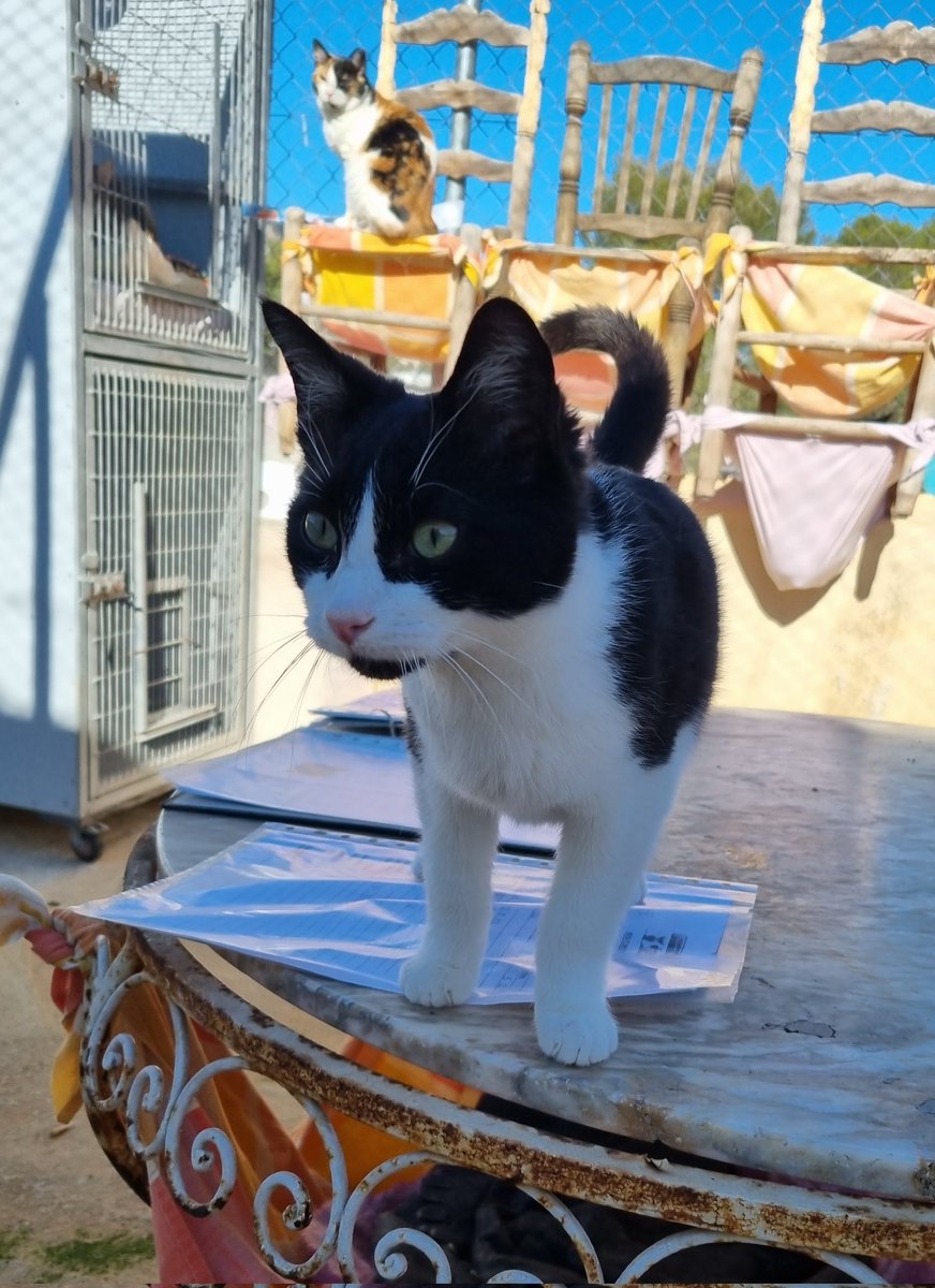 Hace 2 meses os lo presentamos. Le han cambiado el nombre a Marlon, a ver si tiene más suerte con este.
Va a cumplir 1 año, cada día viene gente buscando gatitos bebés pero no a él. 
Es cariñoso, juguetón y le gustan los perros.
Qué más queréis? 
Dadle una oportunidad.