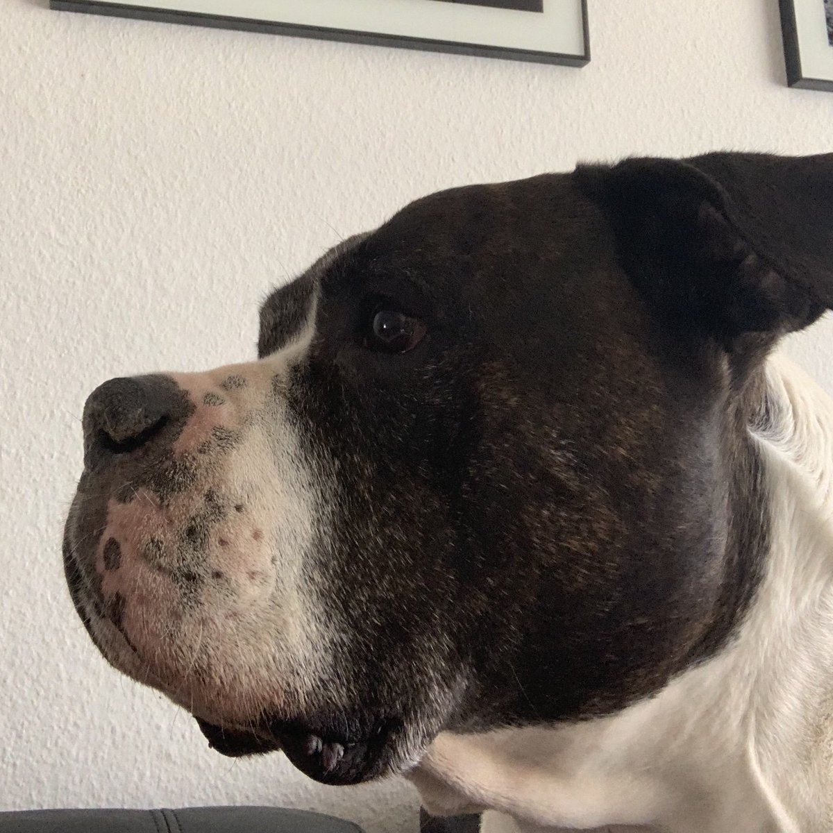 What's my dog looking at like this? 👀

Only wrong answers in the comments 👇