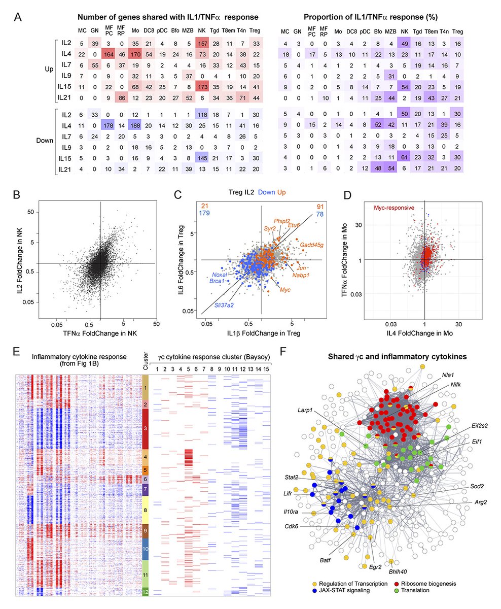 Journal of Experimental Medicine (@jexpmed) on Twitter photo Early transcriptional effects of inflammatory #cytokines reveal highly redundant cytokine networks. New resource from Juliana Lee, Christophe Benoist <a href="/harvardmed/">Harvard Medical School</a> and colleagues: hubs.la/Q034kYxW0
#LymphocyteBiology #InnateImmunity #inflammation Early transcriptional effects of inflammatory #cytokines reveal highly redundant cytokine networks. New resource from Juliana Lee, Christophe Benoist <a href="/harvardmed/">Harvard Medical School</a> and colleagues: hubs.la/Q034kYxW0
#LymphocyteBiology #InnateImmunity #inflammation