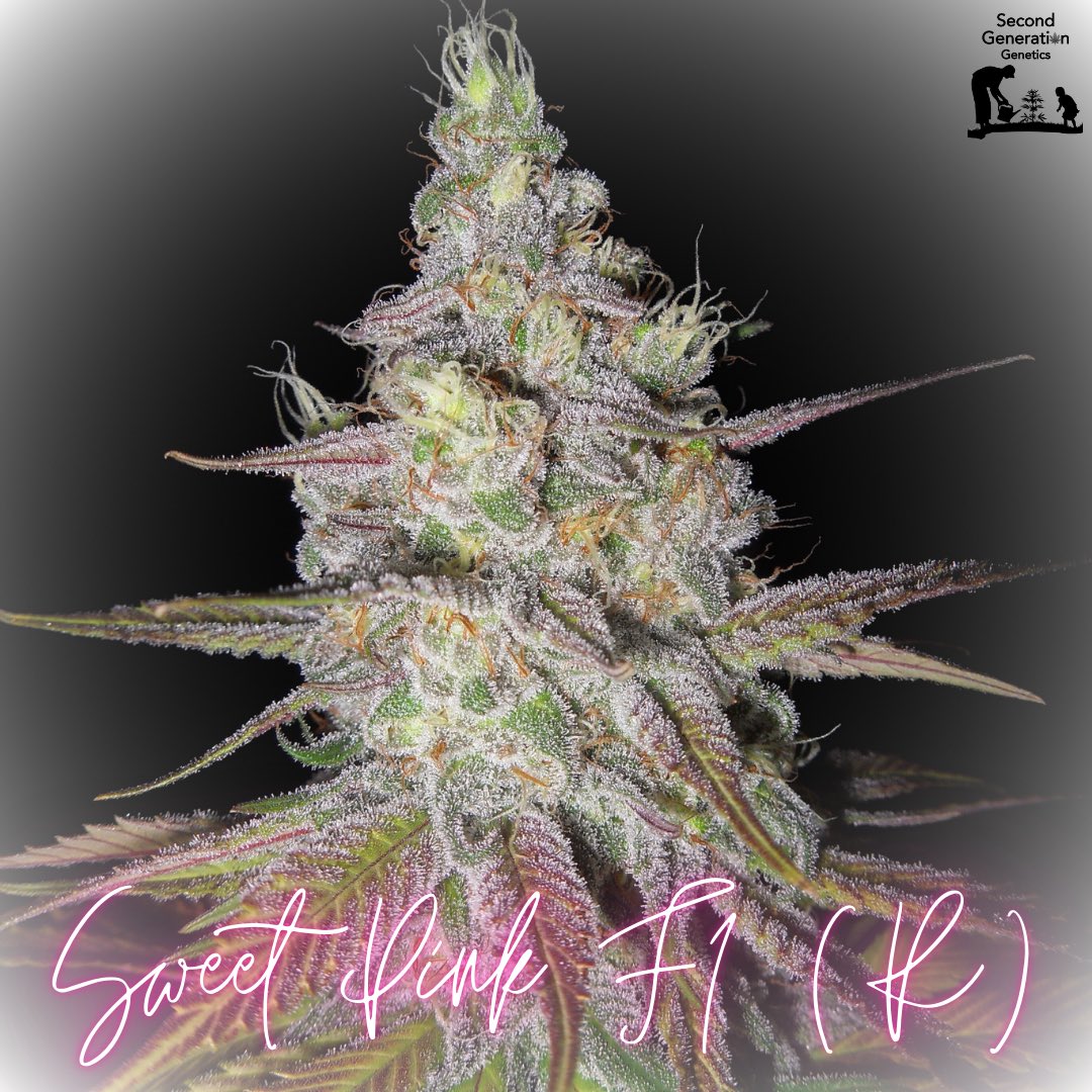DCSeedExchange's tweet photo. SWEET NEWS! 💗
Some of the LAST of #secondgenerationgenetics seed packs have just landed, and you DON’T want to miss this! Including the delectable SWEET PINK!
Get ready for a burst of flavor and a bountiful harvest:
Genetics: Pink Champagne (mother) x F4 Blueberry (father) - F1 Hybrid
Flowering Time: 52-59 Days
Yield: Heavy Producer (Medium to Medium-Tall Plant)
Flavor: Grape Bubblicious Bubblegum! 🍇🍬
Terpenes: B-Myrcene, a-Pinene, Limonene, Linalool, B-Caryophyllene
These are the final packs from Second Generation Genetics, so grab them while you can!
PLUS: Get 10% OFF for a limited time!
Click the link in our bio or scan the QR code below to shop now before they’re gone forever!