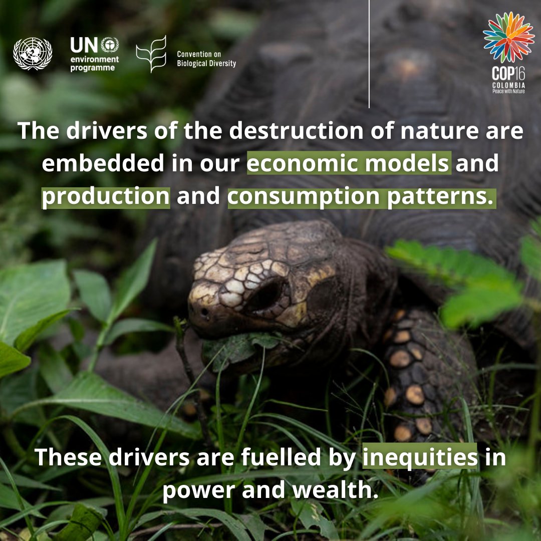 Why protect biodiversity?

🌱It’s essential for life on Earth, yet under threat.

🌍Climate change, land degradation, &amp; pollution are all interconnected.

The #ResumedSessions of #COP16Colombia in Rome is driving global action towards #PeaceWithNature.

➡️cbd.int/conferences/20…