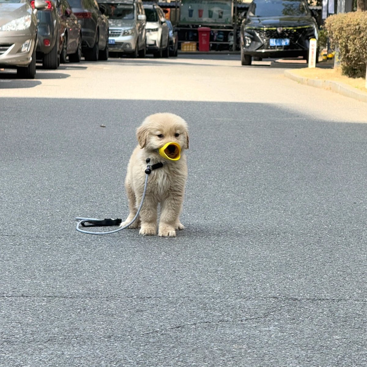 ตามติดชีวิตAnimal tweet media
