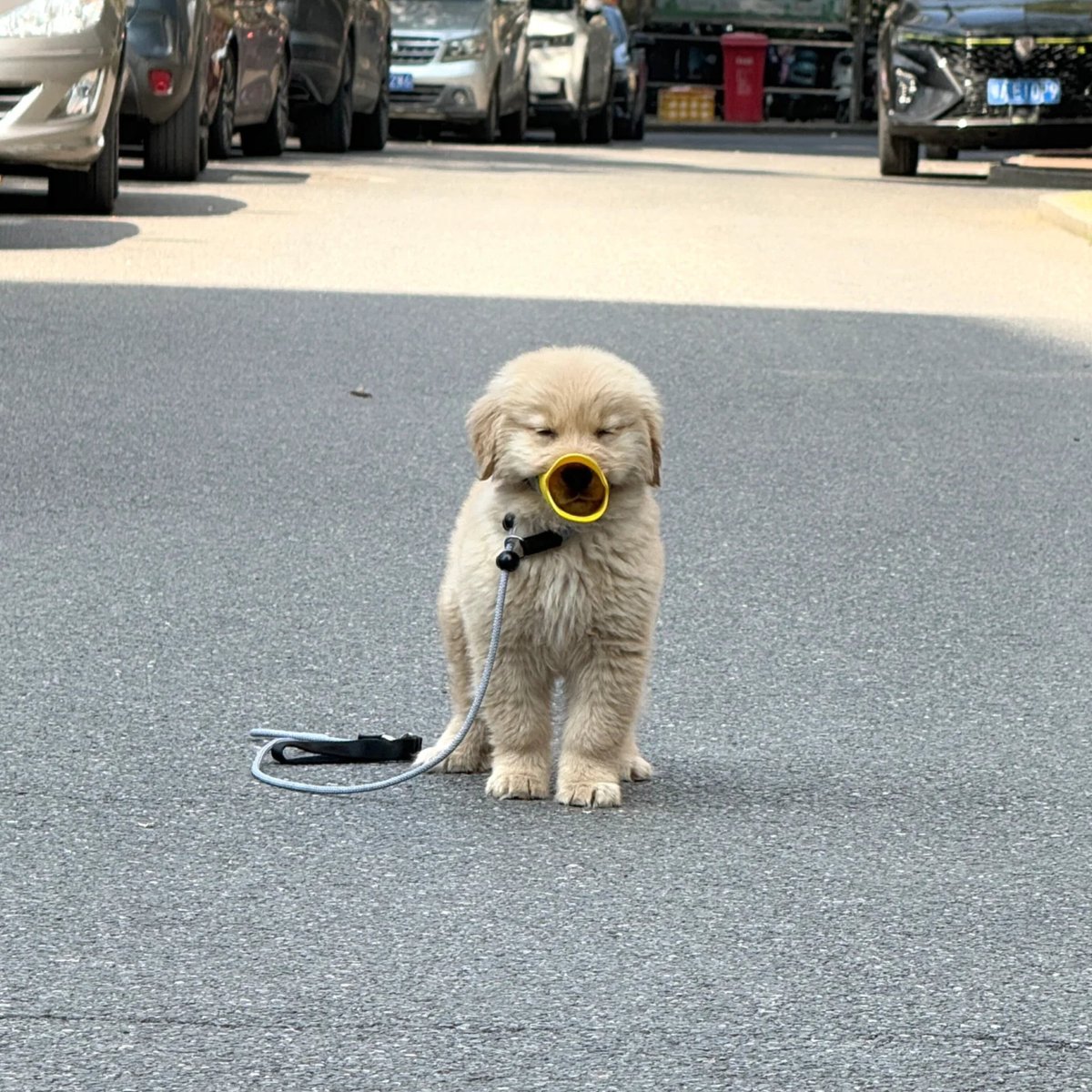 ตามติดชีวิตAnimal tweet media
