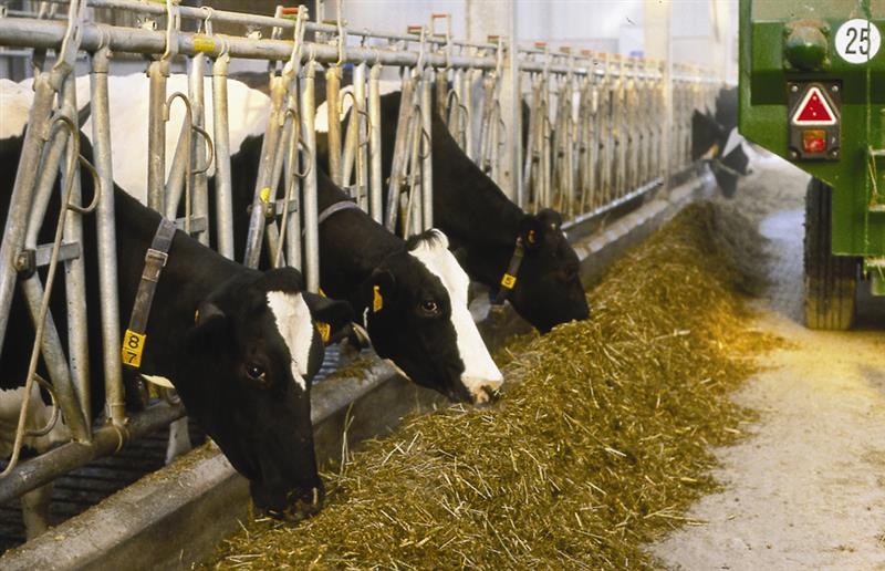 Alltech Ireland tweet media