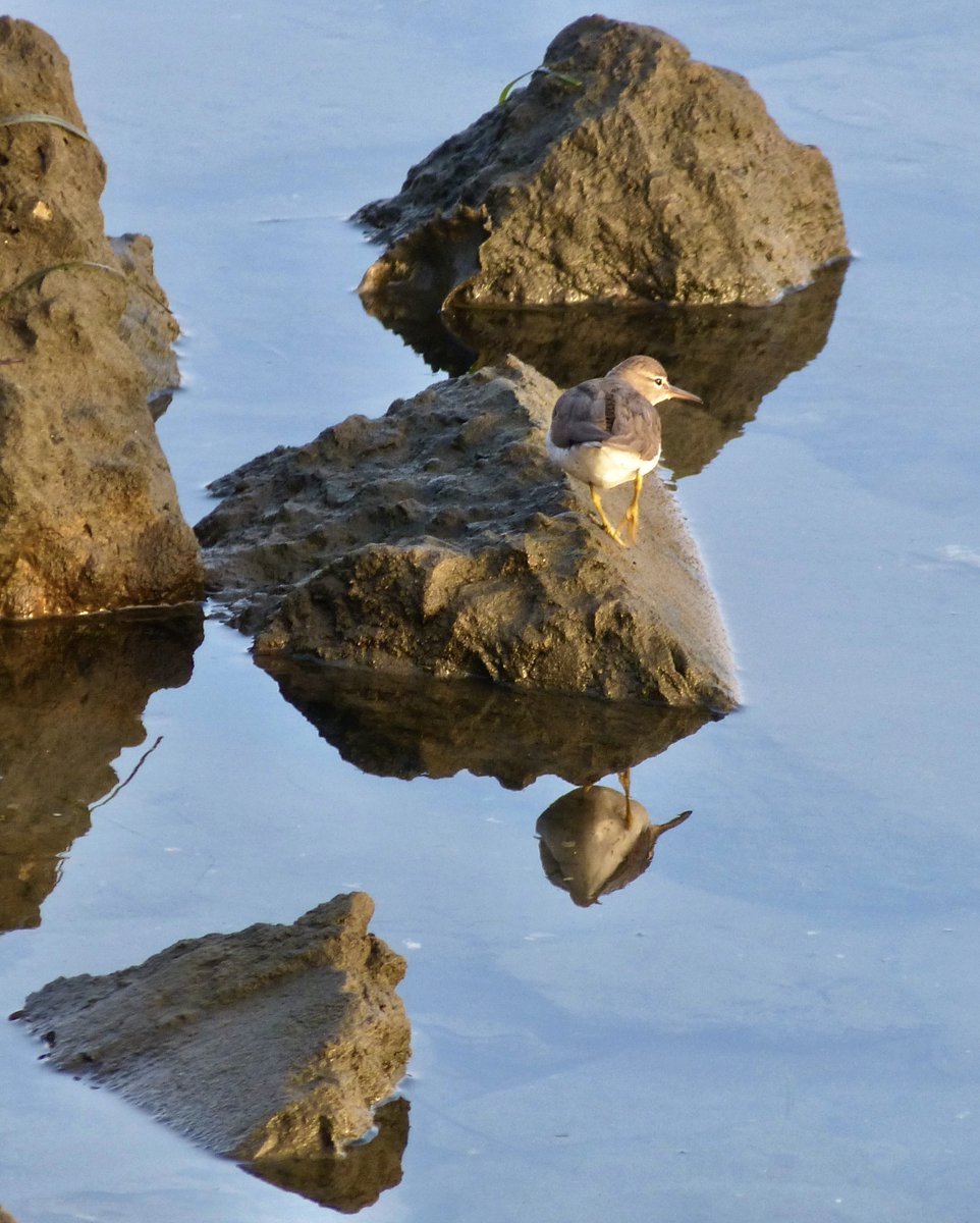 Leslie64993617's tweet photo. Spotted sandpiper in winter - no spots. https://t.co/ugxiObeX34