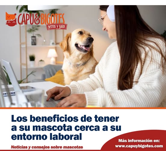 CapuyB's tweet image. 🐶🐱¿Te gustaría llevar a tu #Mascota al trabajo? 
Cada vez más empresas exploran los beneficios de tener mascotas en el entorno laboral. Descubre los detalles y el impacto de esta iniciativa 👇👇👇 wp.me/pb7hCB-9K8

#Hoy #PetLovers #Latam #Peru #Mundo