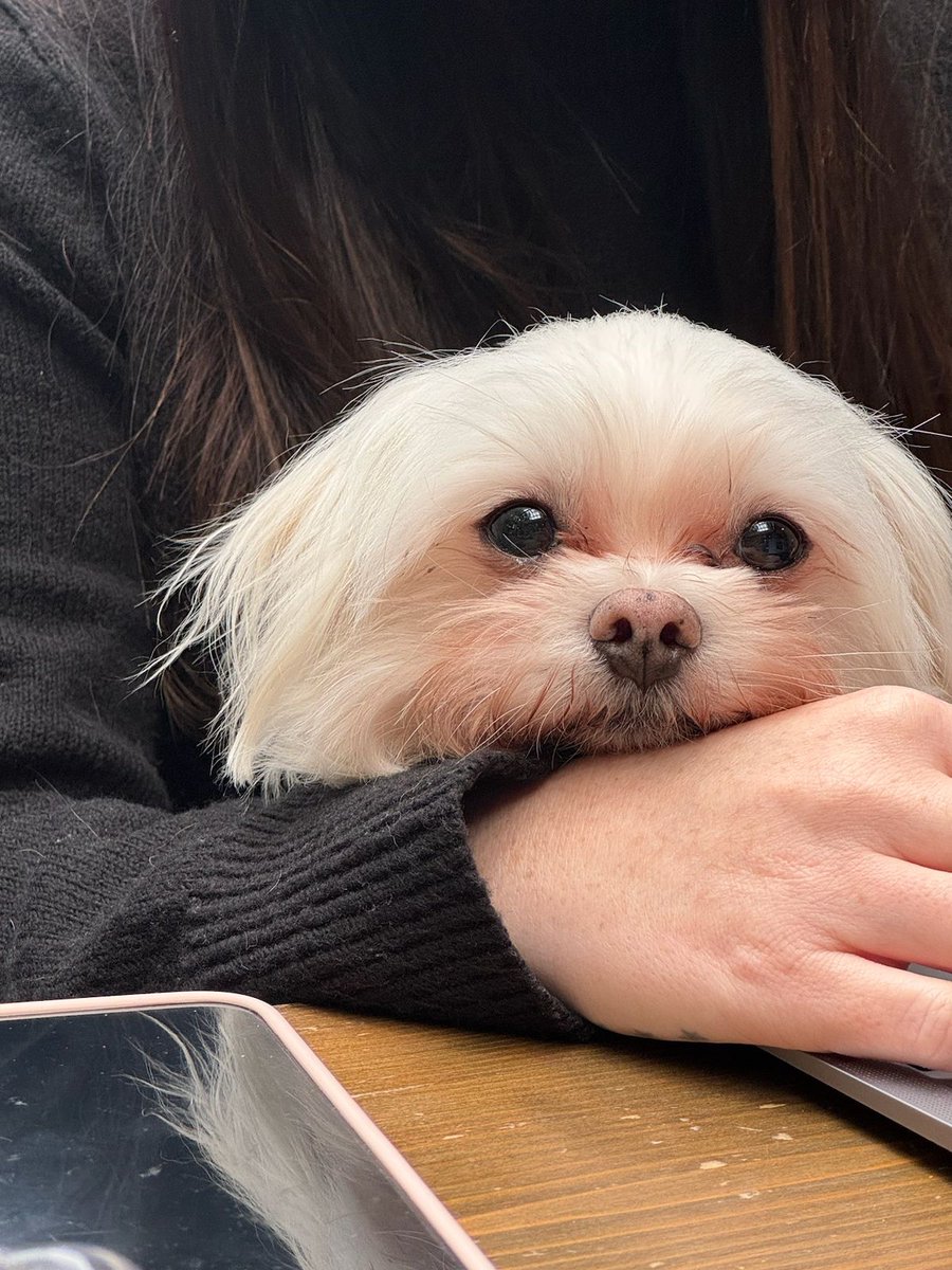 itspzazz's tweet photo. Social media is all about connection… and sometimes, that means making friends with furry coworkers! 🐶✨ Meet Shirin from our team, hanging out with Bertie from @bertiethebookkeeper. Building brands, relationships, and a little puppy love, it's what we do best! 💙 

#marketing https://t.co/iQBMO2cDuq