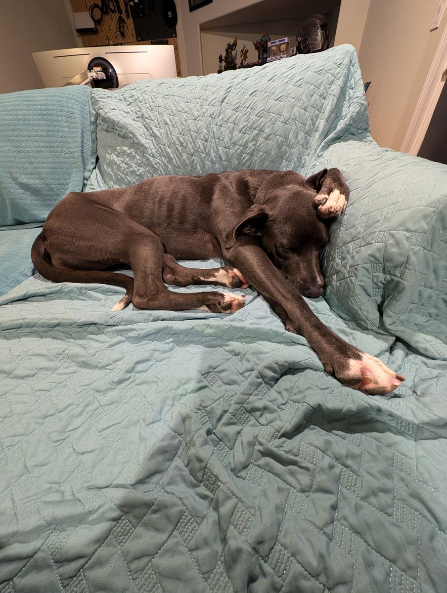 RyanTaljonick's tweet image. We adopted a big ol' 90 pound great dane mix a few weeks back. She's such a sweet girl. And also, sleeps in very amusing positions.