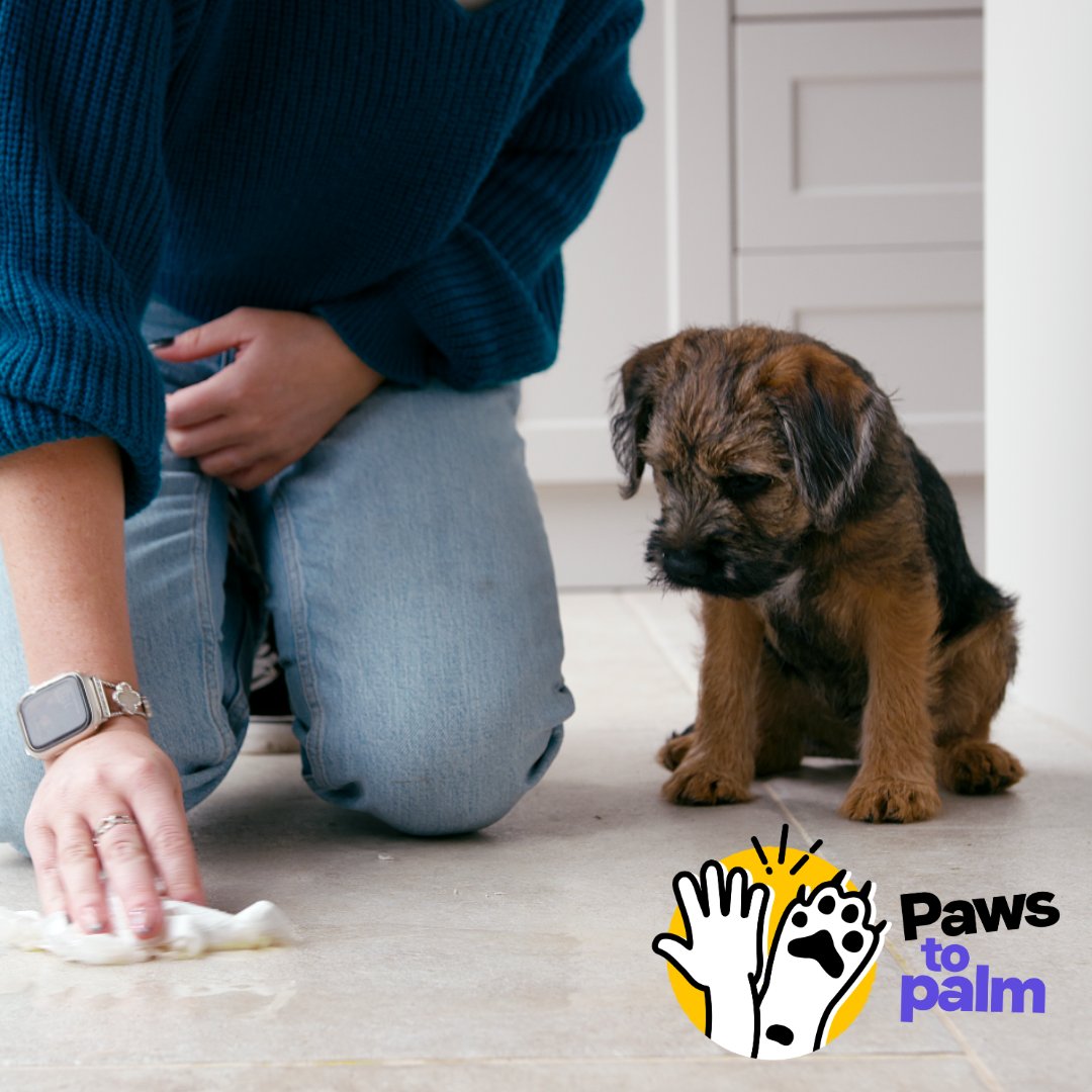 DogsTrust_IE's tweet photo. Training your puppy = bonding for life!🐶 With our brand new Puppy Management Training Course, tackle toilet training, chewing and more. All the while growing closer to your furry friend. Enrol now and start your journey today! 💕 https://t.co/bB9hB1Ilga
#PuppyTraining #DogSchool https://t.co/xfZJgsyD5e