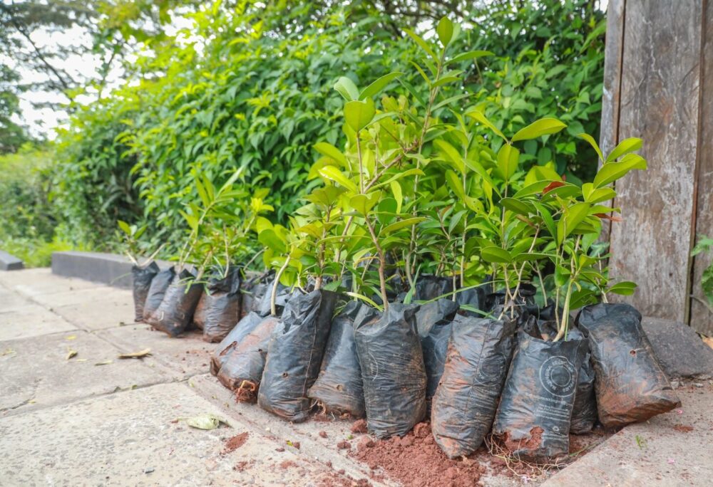 Read about Global Peace Foundation Kenya's tree-planting projects that focuses on biodiversity and sustainable practices, with key initiatives like planting 150 trees and promoting Kenya’s goal of 15 billion trees by 2032.

ow.ly/8t0a50UPHTY