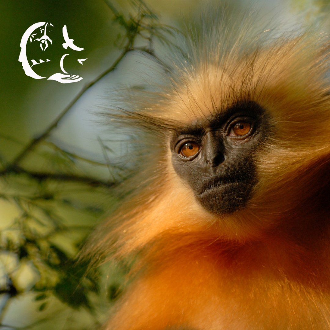 🌿 Thank You for Protecting Manas Biosphere Reserve! Because of your support, communities in Assam have reclaimed their forests and safeguarded the future of endangered species like the golden langur. 🌱💚
#ConservationMatters #ProtectManas #ThankYouDonors #communityconservation