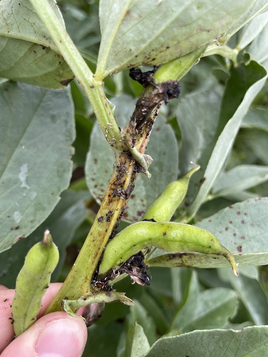 Joe Cluley tweet media