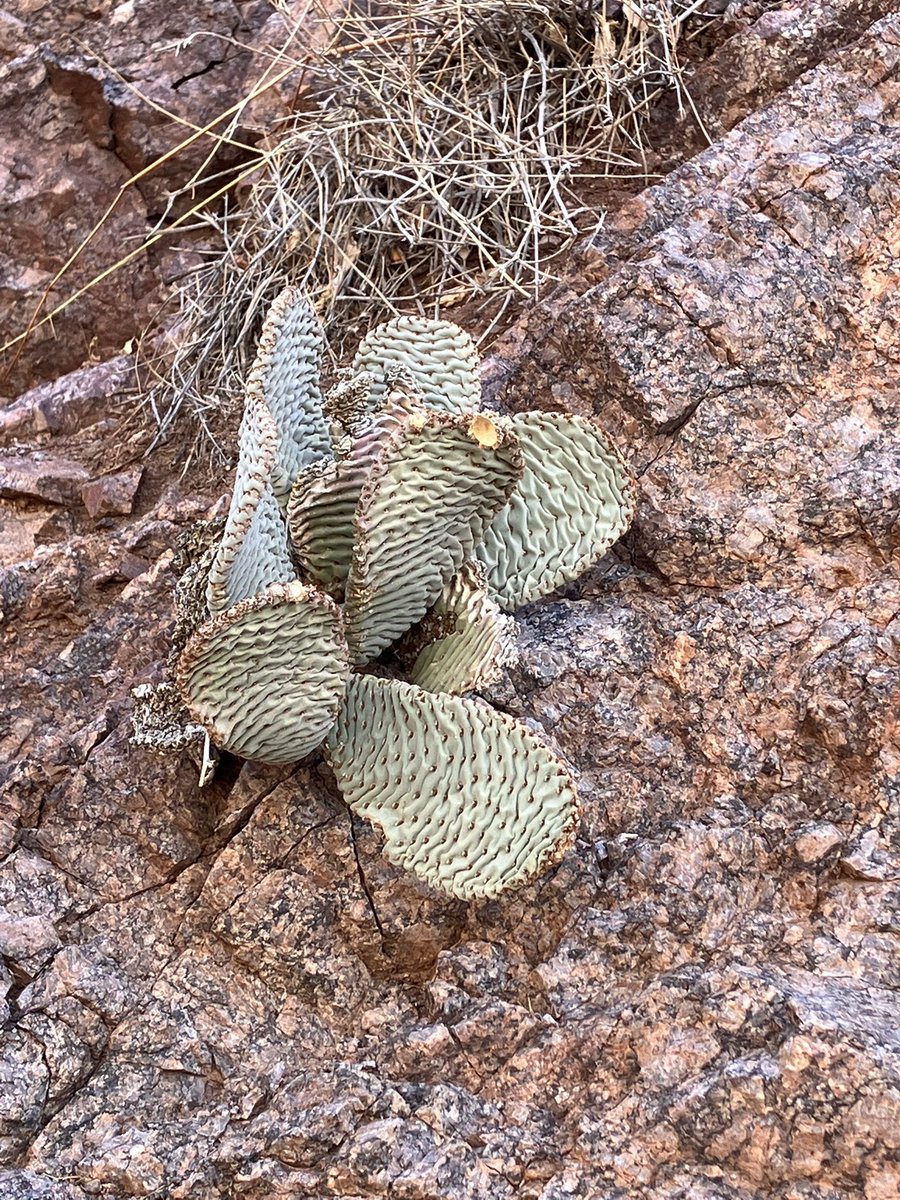 Tenacious cactus