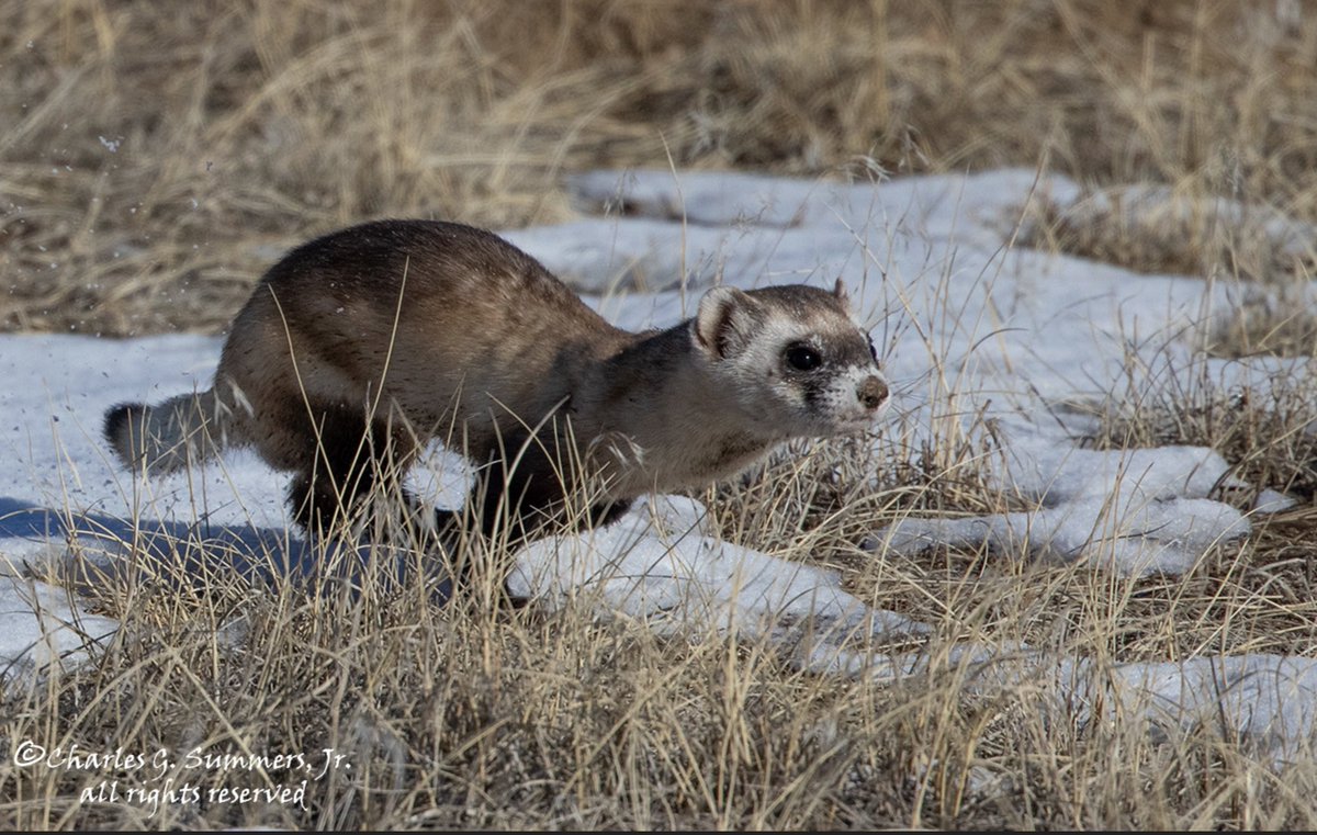 MPI for Neurobiology of Behavior – caesar (@mpinb_outreach) on Twitter photo (1/3) Paper out in <a href="/CurrentBiology/">Current Biology</a>! How do predators use their vision to both navigate through the terrain whilst tracking prey running for its life?
Read our press release: mpinb.mpg.de/en/research-gr…
<a href="/MPFNeuro/">Max Planck Florida Institute for Neuroscience</a> <a href="/bbo_lab/">BBO lab | small things on small heads</a>
Picture by Charles G. Summers, Jr. (1/3) Paper out in <a href="/CurrentBiology/">Current Biology</a>! How do predators use their vision to both navigate through the terrain whilst tracking prey running for its life?
Read our press release: mpinb.mpg.de/en/research-gr…
<a href="/MPFNeuro/">Max Planck Florida Institute for Neuroscience</a> <a href="/bbo_lab/">BBO lab | small things on small heads</a>
Picture by Charles G. Summers, Jr.
