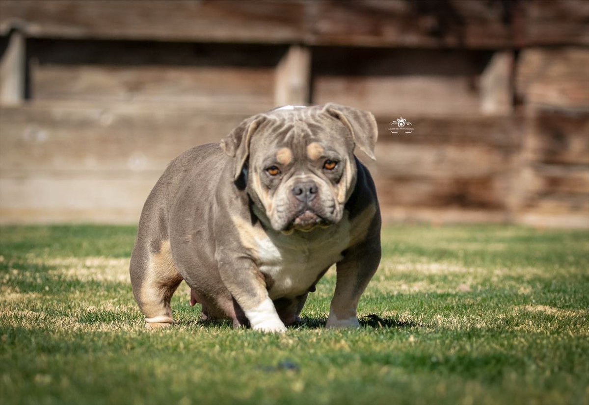 AJM_SA_SG_SO's tweet photo. “Friendship is everything. Friendship is more than talent. It is more than the government. It is almost the equal of family.” — Don Vito Corleone @thebullymarket 🤝
#Bamdish #TheBullyMarket # #AmericanBullyz #PocketBully #HomieBlood #Genetics #BreedingProject #Collab #SanAndreasBullyz