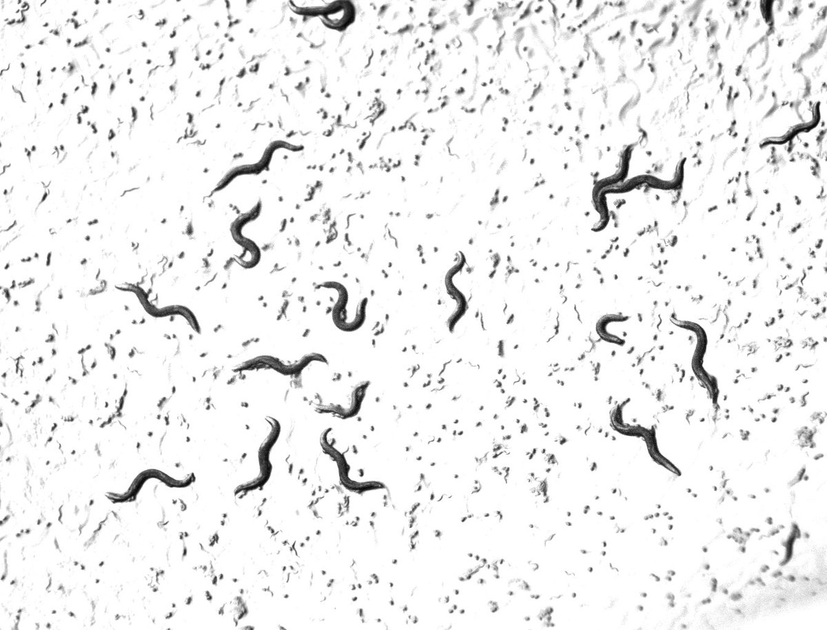 IBENS (@ibens_ens) on Twitter photo 🥁Out on <a href="/MolBioEvol/">Molecular Biology and Evolution</a>
👉Selection Can Favor a Recombination Landscape That Limits Polygenic Adaptation
🔗academic.oup.com/mbe/article/42…
👏Congratulations Tom Parée, Luke Noble, Denis Roze, and Henrique Teotonio 🥁Out on <a href="/MolBioEvol/">Molecular Biology and Evolution</a>
👉Selection Can Favor a Recombination Landscape That Limits Polygenic Adaptation
🔗academic.oup.com/mbe/article/42…
👏Congratulations Tom Parée, Luke Noble, Denis Roze, and Henrique Teotonio