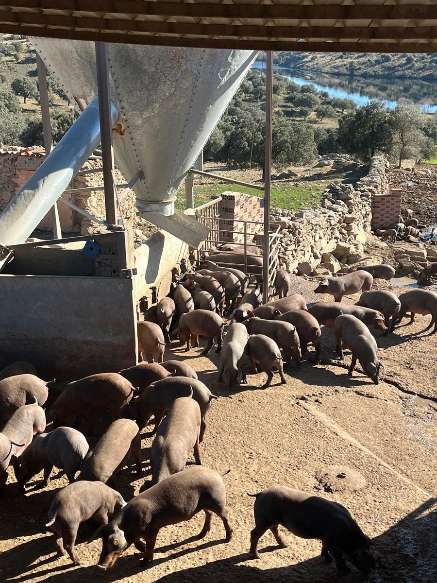 🐖💚 El cerdo ibérico ¡es tradición, sabor y calidad! Para obtener un producto ibérico de excelencia, su cuidado es esencial para garantizan ese sabor único. 🍂🥩
#CerdoIbérico #Gastronomía #SaborTradicional #CalidadIbérica #DeliciasDeEspaña #FaustinoPrieto