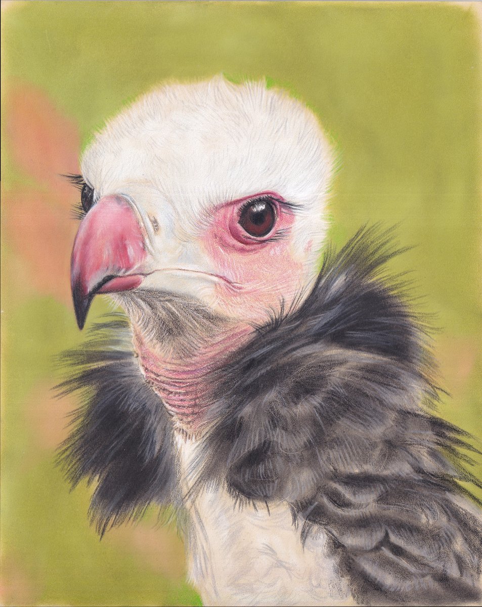 AnnemiekesArt's tweet photo. Pipo the White-headed vulture, nearly done as well. That's 6 of my works in progress almost finished... now to actually finish them 🫣
Coloured pencils on Pastelmat, PanPastel background. A4 sized, from my own photo.
#trigonocepsoccipitalis
#lovevultures
#criticallyendangered https://t.co/ioSWxGIDZp