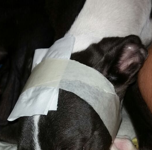 MIAREsproject's tweet photo. Heridas y "vendajes" que le hacía Daniel José DALAS REVIEW al perro ARGOS. 

Más fotos y vídeos en el tweet citado. https://t.co/ci5f3uhZh7