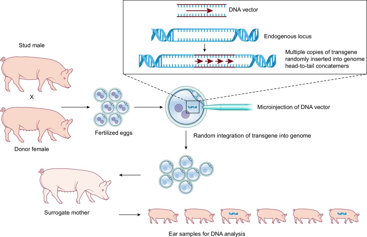 Physiological Reviews (@physiolrev) on Twitter photo .<a href="/washingtonpost/">The Washington Post</a> "FDA approves pig organ transplant trials for patients with kidney failure" ow.ly/KT9i50UTnb8 features <a href="/physiolrev/">Physiological Reviews</a> author Dr. Leigh Peterson
🌟Physiological basis for #xenotransplantation from genetically modified pigs to humans🌟 ow.ly/mZgH50UTnbb .<a href="/washingtonpost/">The Washington Post</a> "FDA approves pig organ transplant trials for patients with kidney failure" ow.ly/KT9i50UTnb8 features <a href="/physiolrev/">Physiological Reviews</a> author Dr. Leigh Peterson
🌟Physiological basis for #xenotransplantation from genetically modified pigs to humans🌟 ow.ly/mZgH50UTnbb