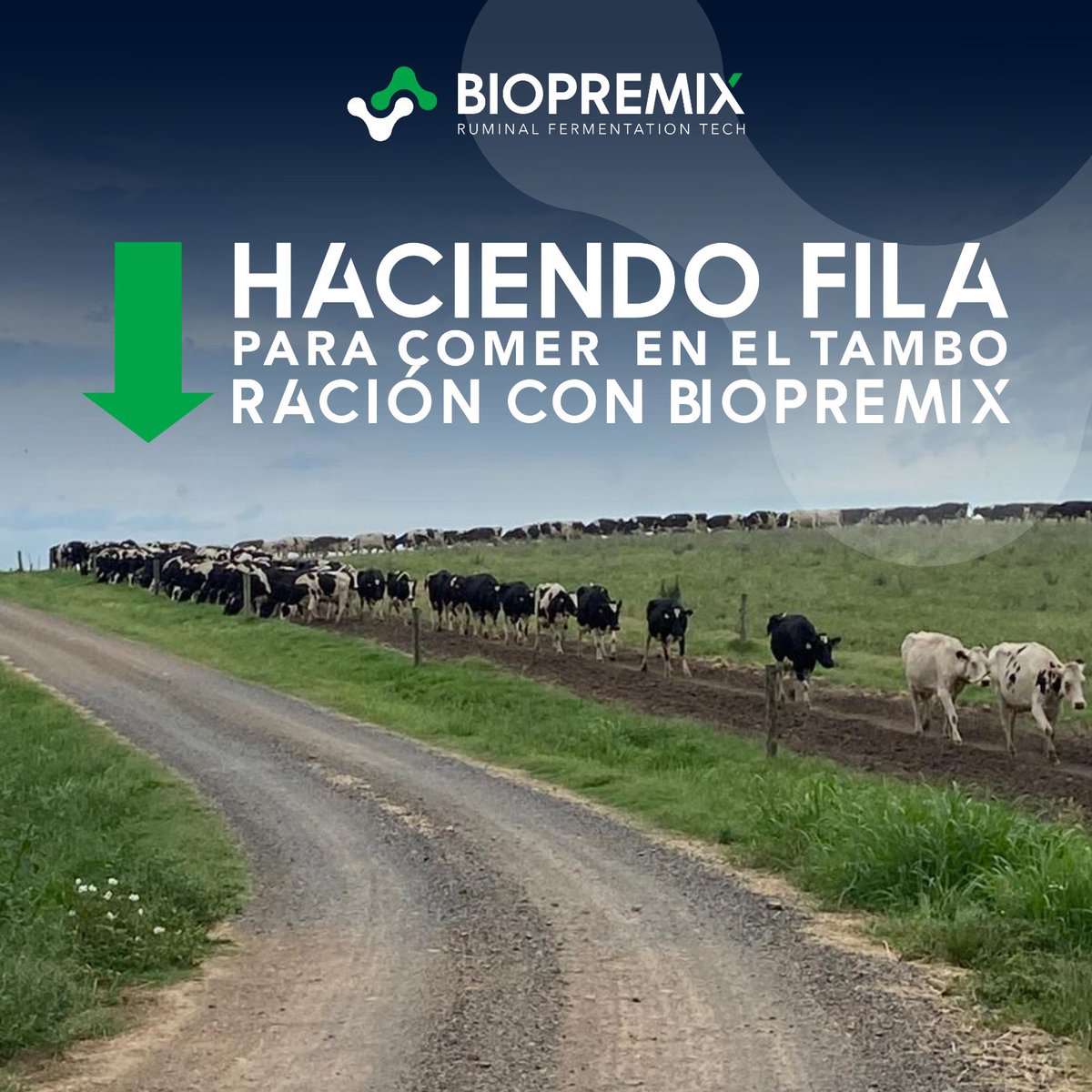 BIOPREMIX_UY's tweet photo. 🐄 𝗖𝗮𝗺𝗶𝗻𝗼 𝗮𝗹 𝘁𝗮𝗺𝗯𝗼, 𝗰𝗮𝗺𝗶𝗻𝗼 𝗮 𝘂𝗻𝗮 𝗺𝗲𝗷𝗼𝗿 𝗻𝘂𝘁𝗿𝗶𝗰𝗶𝗼́𝗻 

Estas vacas de El Trío @matidalmas @DalmasAlberto en Artilleros reciben Biopremix en la ración dentro de la sala de ordeño.

📲 Conocé más en https://t.co/tkAnAcC53D https://t.co/SnTkBYFb55