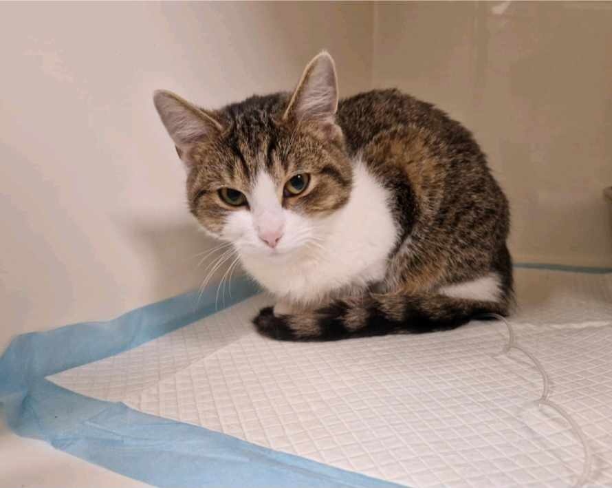 Jeszcze NIKT nie pomógł 😟 
Pilnie potrzebna pomoc 🙏 
ratujemyzwierzaki.pl/kot-leos-felin…