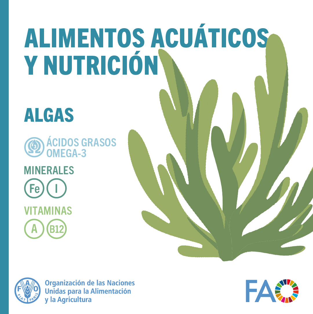 FAO en español tweet media