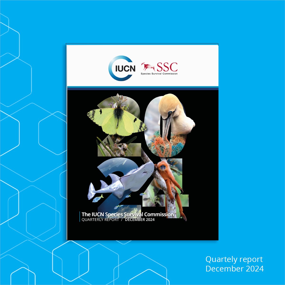 📌The latest issue of the SSC Quarterly Report is here!
Learn about the progress in the internal planning and reporting process. Explore brief summaries of the Fifth #SSCLeadersMeeting and the SSC involvement at the #COP16Colombia. Read the full report: portals.iucn.org/library/node/4…