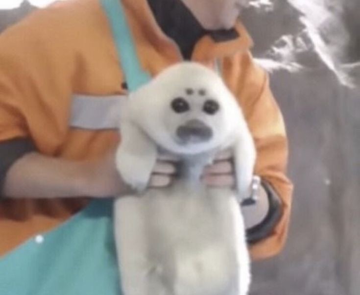 mene_seal's tweet photo. Retweet if you  really    really      really        really        really       really     really   really really really  really  really   really    really      really        really        really       really     really    really  really love Niko https://t.co/efY1PU6A6K