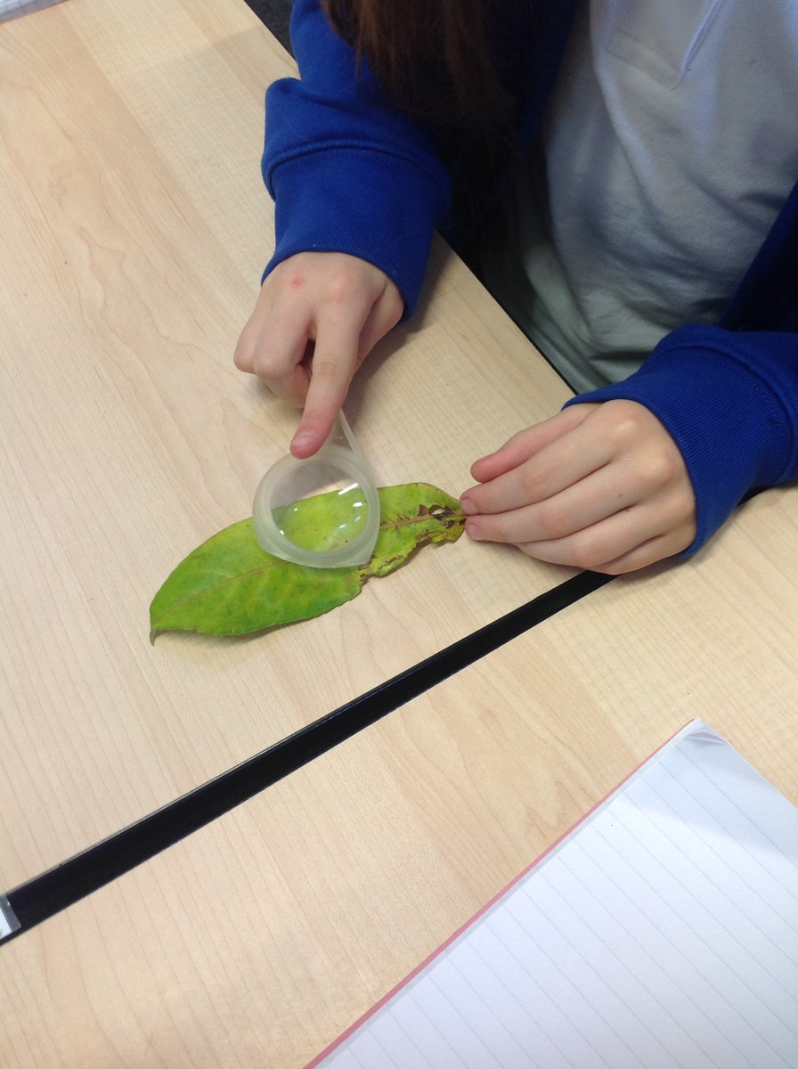 MNA_Year3's tweet photo. Yesterday, we explored different types of leaves and we discussed and classified a group of leaves according to their characteristics (e.g., colour, texture, size and shape). We also observed features which all leaves have to help a plant survive. @morley_newlands https://t.co/dh0rRkz87J